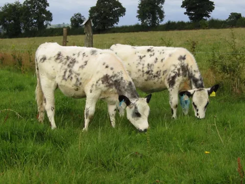 Some recent pictures of Custard and Cream. They do absolutely everything together.