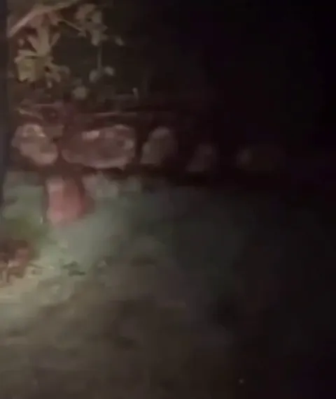 🔥night call of the Kiwi bird