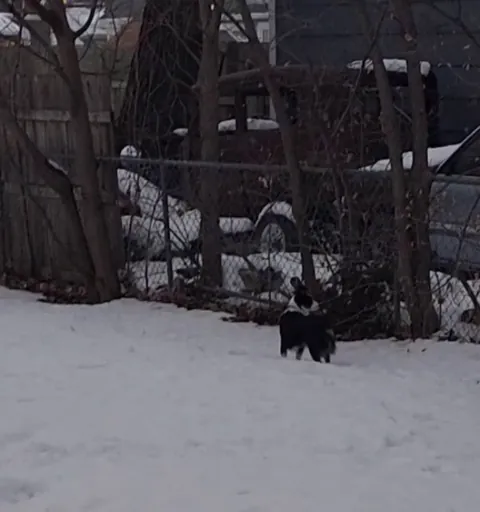 Her name is Cricket. I've never named an animal so perfectly in my life 