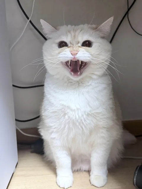 my aunt’s cat hates me