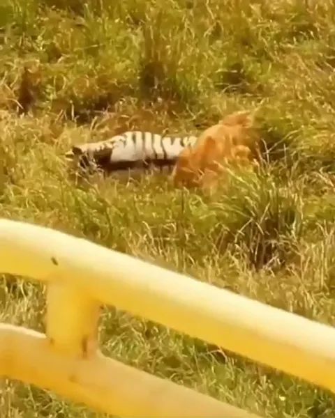 Zebra Rescues Another Zebra From A Lioness
