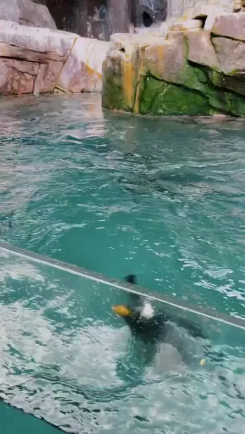 Penguin leaps out of pool.
