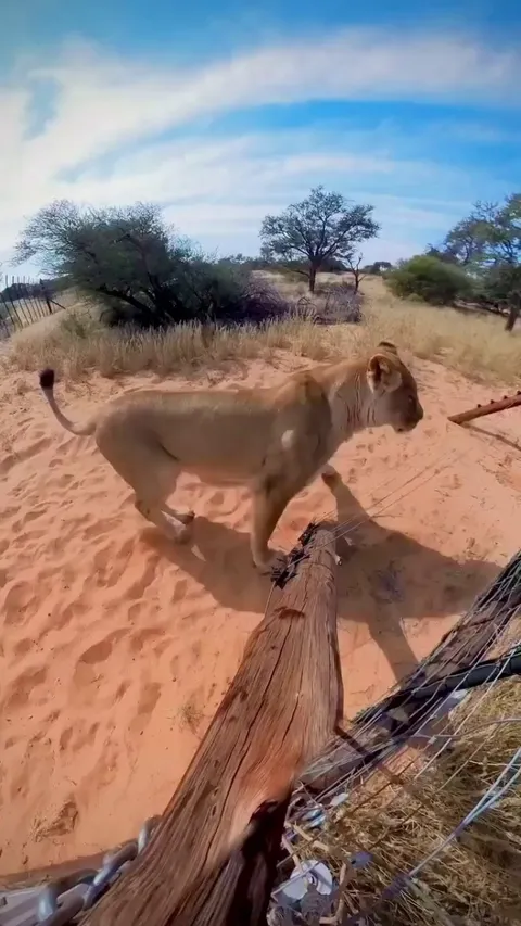 This guy brought up an abandoned lion cub seven years ago, sleeping outside with her so she’d have a natural upbringing. The love is real.