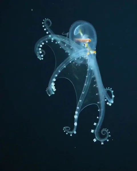 Rare sighting of a glass octopus 