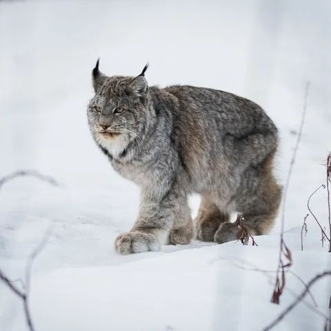 The huge winter mittens of the Lynx