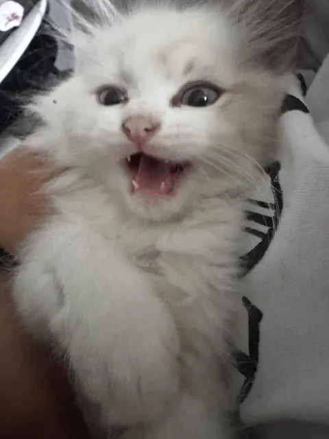 We found this little baby, about a month and a half old, in the street with a small birth defect. Look how happy he was that day (after we spent 3 hours looking for him).🤭