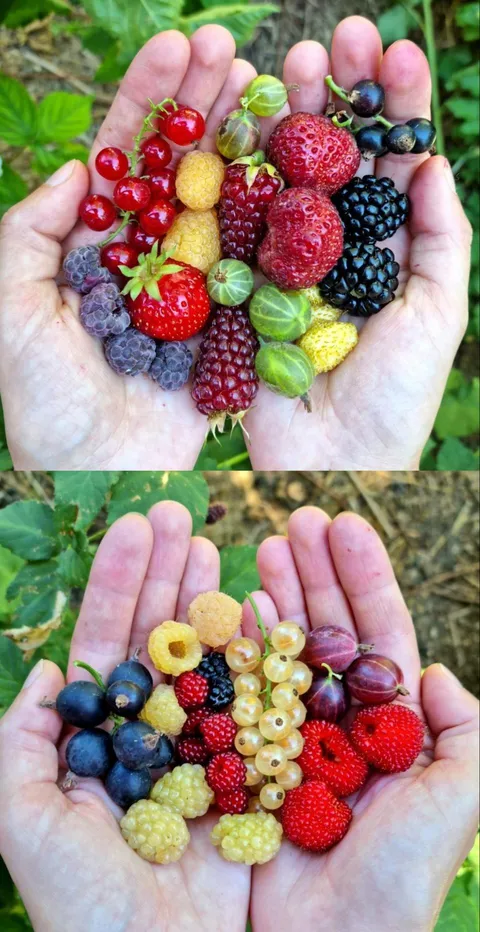Berry varieties from my garden