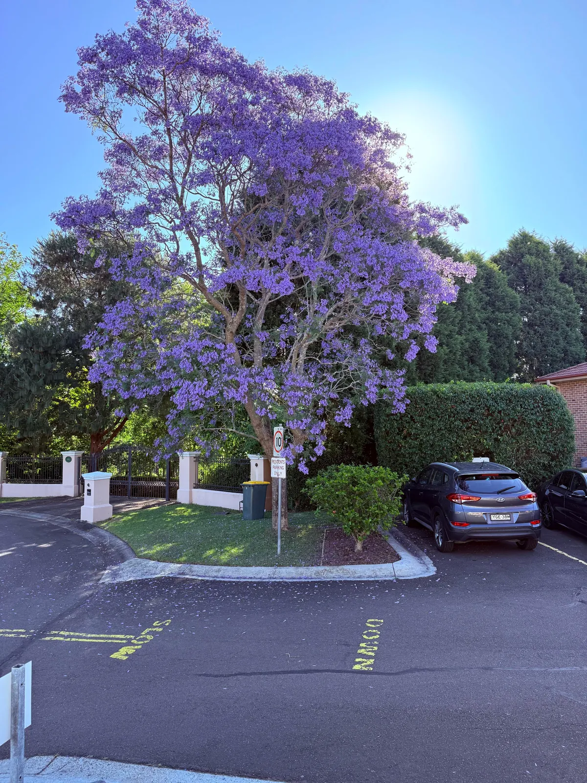 Jacaranda 💜 season 💜