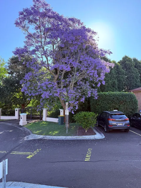 Jacaranda 💜 season 💜