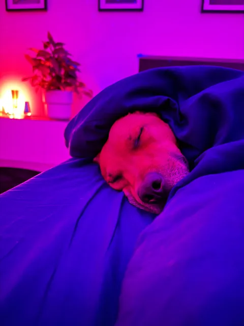 He helps me live a healthy life, both physically and mentally. He’s my little potato, Hector☺️🐕