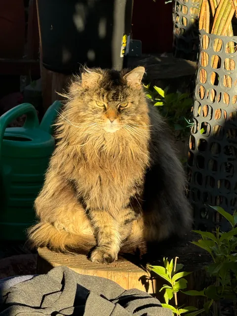 Lost my childhood beautiful boy and I couldn't even say goodbye because I'm at a college far away from home