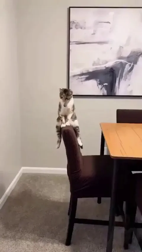 Cats also think about their own problems