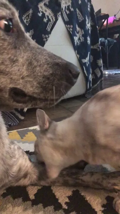 My cat and dog’s relationship at the moment