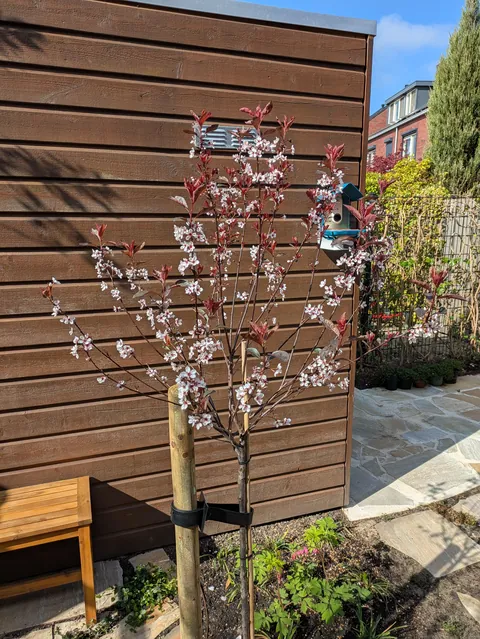 The first season of my flower garden