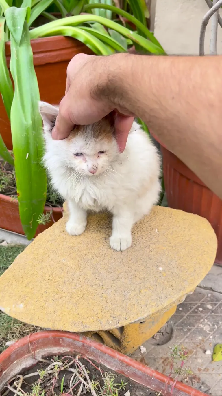 I was visiting my parents and met sweetest stray kitten