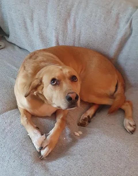 Puppy eyes, the final boss 