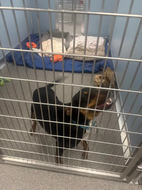 Major update: I went to visit Messiah today and a few hours later, he’s no longer on the website and officially adopted!!!!! 🎉🎉🎉