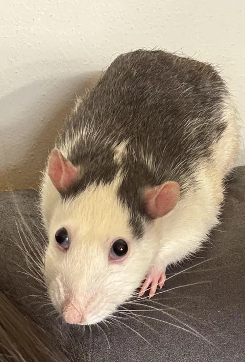 Ever catch your rats mid-boggle? 🤣