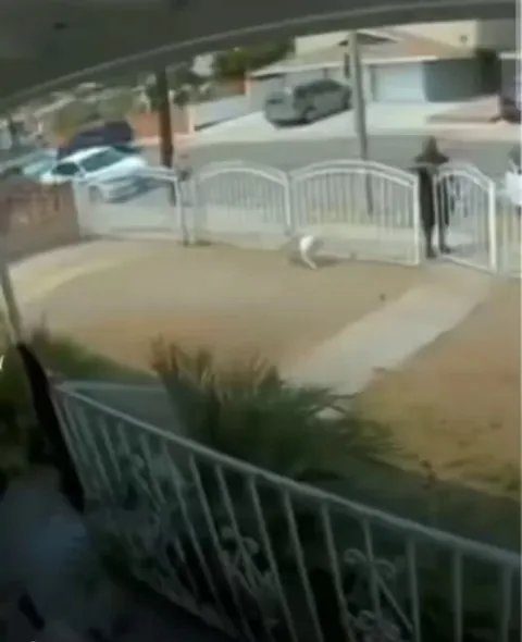 Delivery guy overlooks the dog at first.