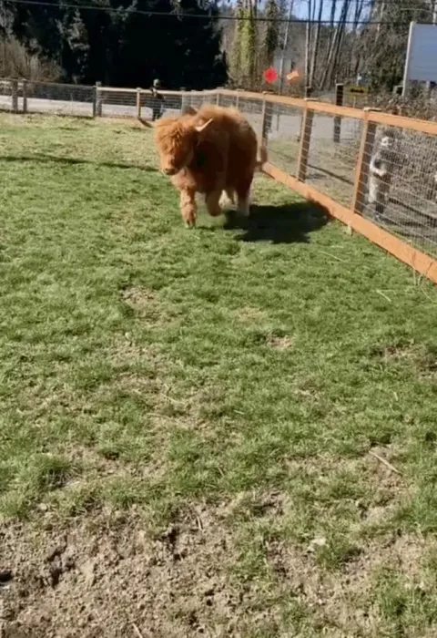 Cow running with the kids