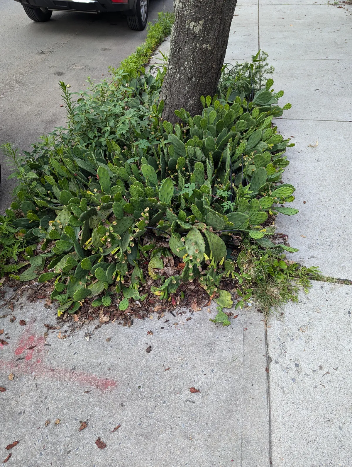 Theres cactus (cactii) growing around this sidewalk tree...in Queens, NY