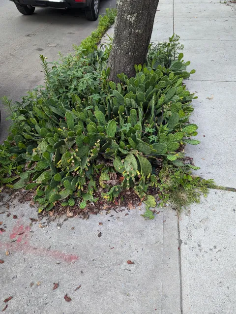 Theres cactus (cactii) growing around this sidewalk tree...in Queens, NY
