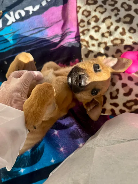 Im a shelter vet tech and this little patient made my morning