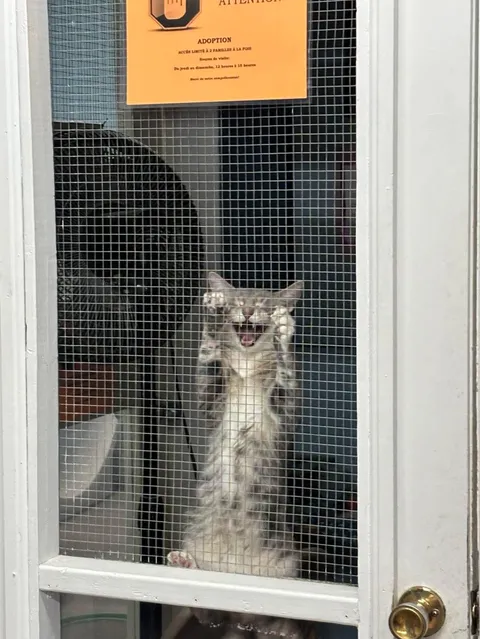 Souris (Mice) from our shelter really really wants to get out of the adoption room.