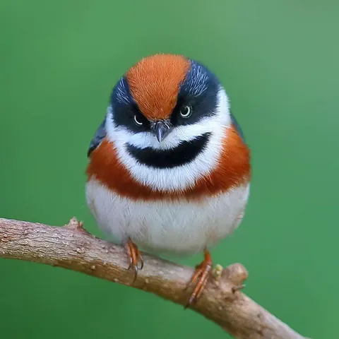 PsBattle: Black-Throated Bushtit 