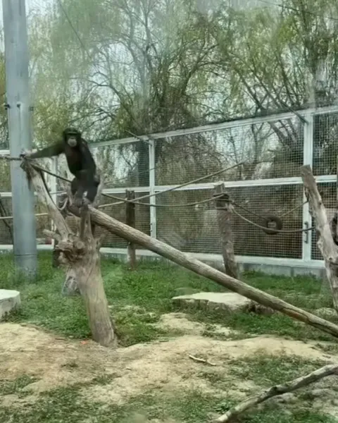 Chimpanzee Uses Stick to Retrieve Stuck Banana