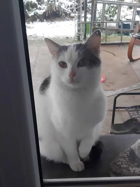 stray cat moved in and basically adopted me 😆 ♥️