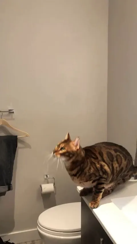 How do I stop my cat from doing this to doors? Wrong answers only pls