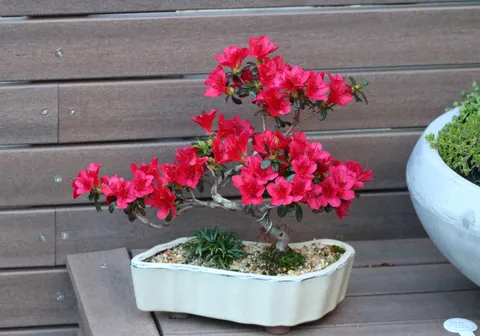 My brother's Azalea bonsai is in full bloom
