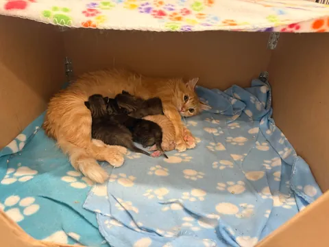UPDATE: Took in a Feral and now I'm caring for a Litter of Kittens