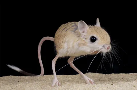 🔥 A Jerboa. Also known as a “Hopping Mouse”.