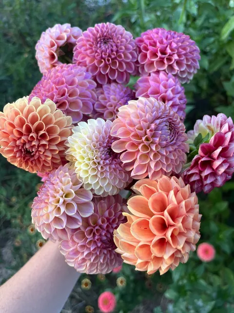 Dreamy dahlia harvest