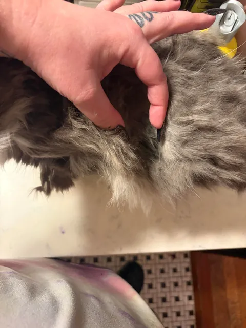 Need advice on rescuing elderly cat from living in a bathroom