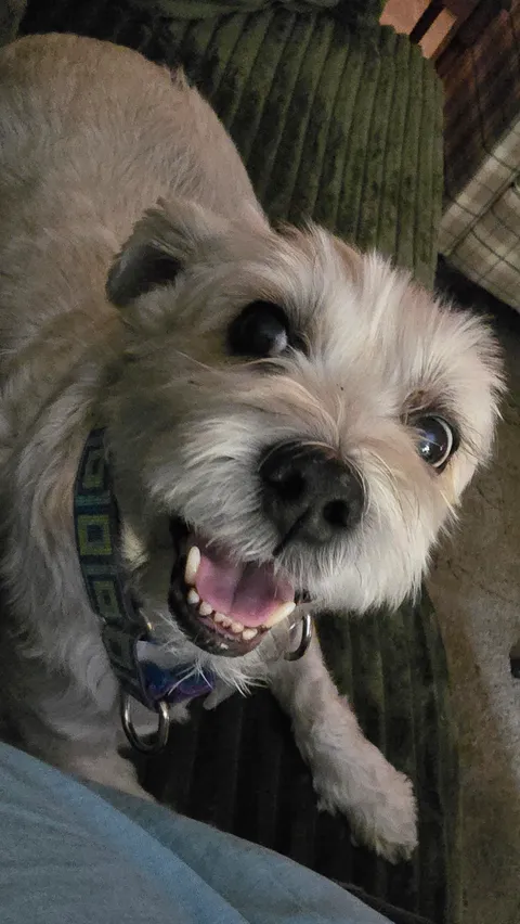 Hap-hap-happy boi. He realized it was ok to jump up on the new sofa and sit next to me. ❤️