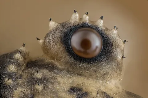 Close-up of a daddy longlegs eye, captured by Charles B. Krebs in 2017