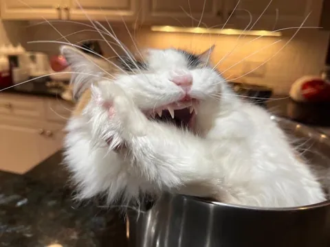 A king is born