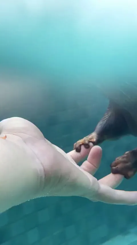 Otter holding human hand while swimming