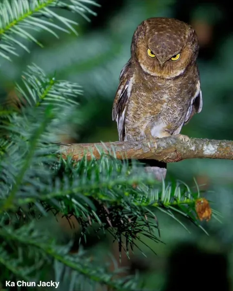 The finalists for the 2026 Nikon Comedy Wildlife Awards have officially been announced, bringing together some of the funniest and most perfectly timed moments from the animal kingdom