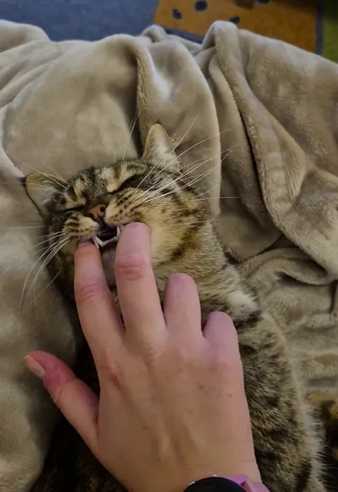 This silly creature loves my fingers