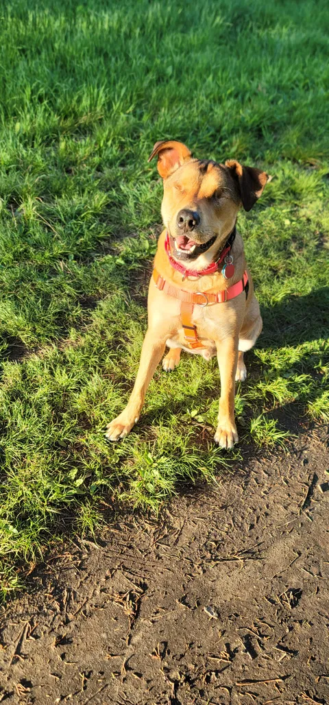 Got adopted 7 weeks ago and it's been a heckin awesome life.