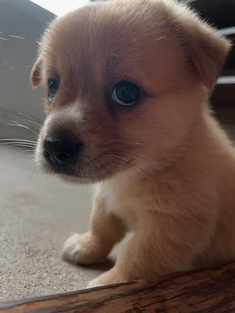 Meet my sister’s new puppy she doesn’t have a name yet, but isn’t she the cutest?