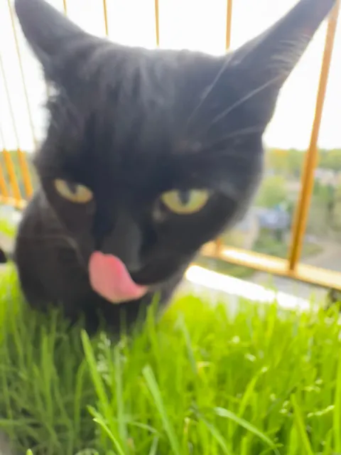My cat was eating grass on the balcony