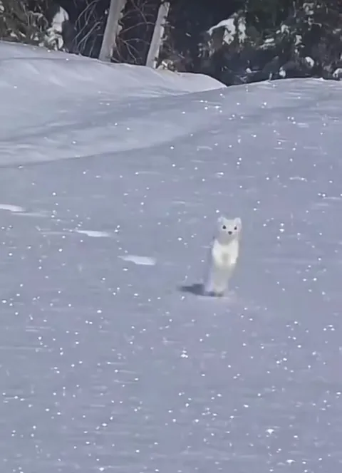 🔥 Fur Real: White Mountain Ermines Are Known for Their Cheeky Antics and Stunning Winter Coat