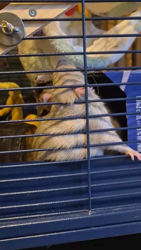 Most dramatic rat in history