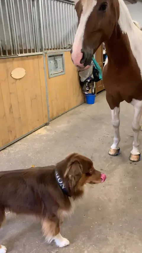 Horse gets a hug from his dog friend