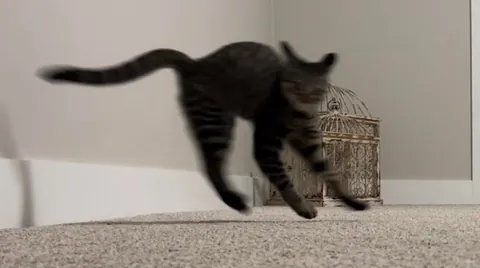 Some of my favorite kitten photos of Mater